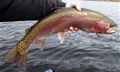 Slayed Rainbow