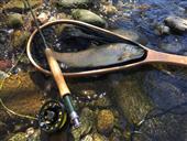 Wild Spanish brown