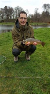 Brown trout