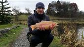 gold trout
