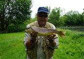 River Kennet Brown