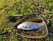 5lb Rainbow