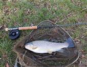 5lb Brown