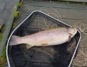 PB Brownie 9lb 7oz