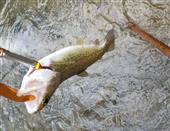 Wild Rainbow Trout