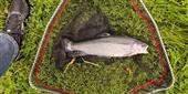 First blue trout on black zonker