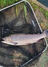 7lb Tiger 
