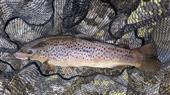 3Lb brownie .