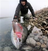 Rainbow trout