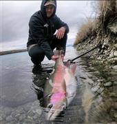 Rainbow trout