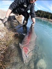 Rainbow trout