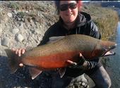 Rainbow trout
