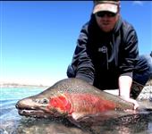 Rainbow trout