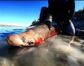 Rainbow trout