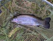 4lb bow