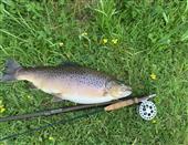 Brownie 10lbs 2 oz 