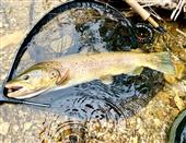 Catch & Release