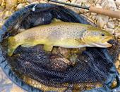 Catch & Release 2