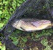 First tiger Trout