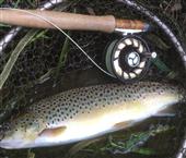 Solid wild brownie