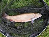 Meltham brown