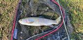 2lb morning Rainbow