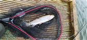 2lb afternoon Rainbow