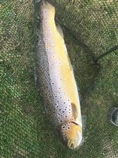 Brownie 11lbs 8ozs