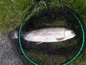 7.5 lbs rainbow 70 