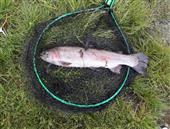 6 lbs rainbow 