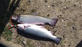 Spartic trout