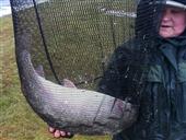 15lb monster