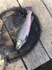 Tiger Trout @ 3LB