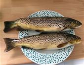 Nice supper