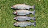 Catch of the day Tuesday Club