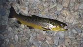2lb 18inch brown caught at night 