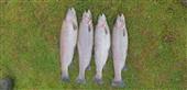 May Day Fishing, catching 5lb, 4lb, 3lb & 2.5lb
