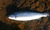 blue trout 