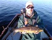 Brown trout