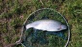  trout