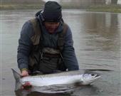 25 lb springer