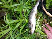 Wild Brownie