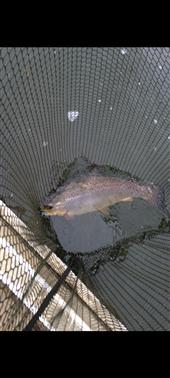 Rainbow Trout