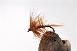 Wickham's Spider