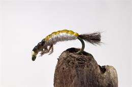 Hydrosyche Larva