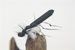Black Foam Hawthorn