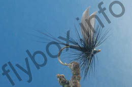 Black Quill