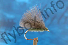 'F' Fly