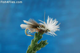 Flat Water Midge