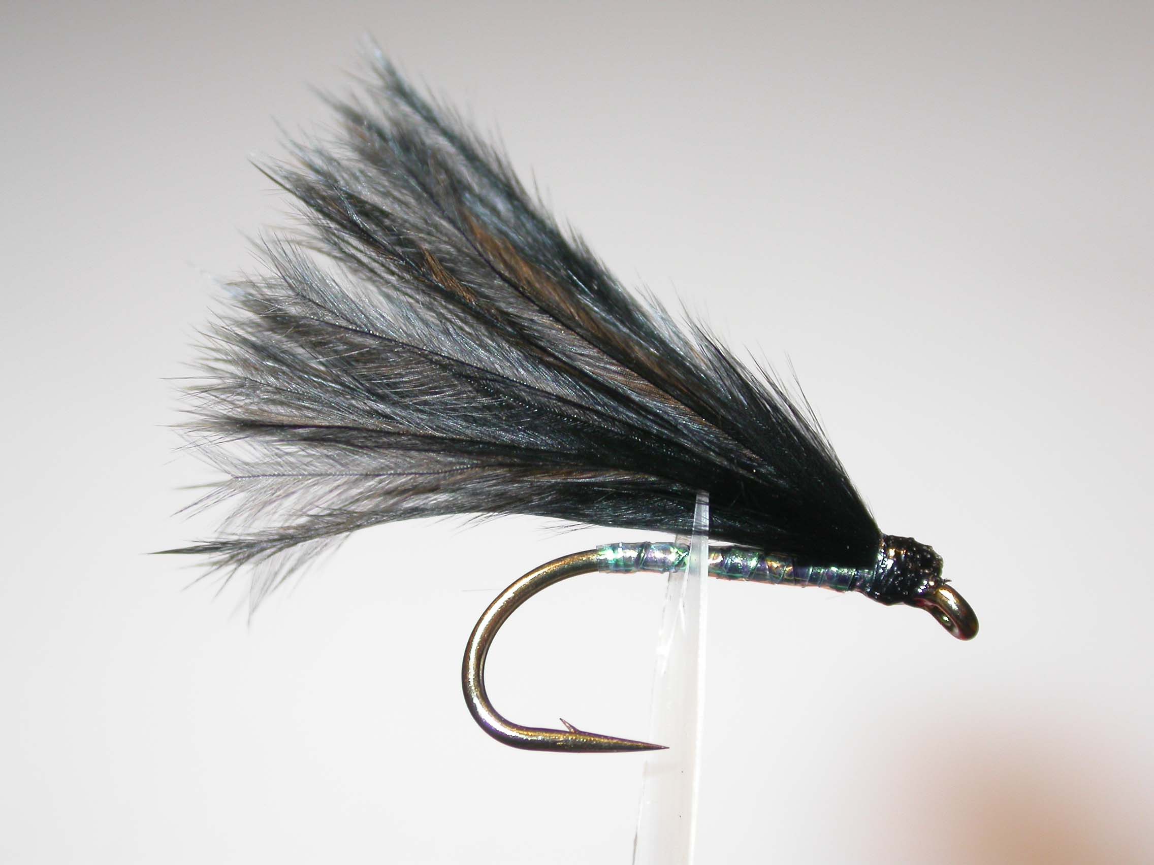 Pearly Cormorant